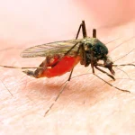 Climate change set to redraw Africa’s malaria map, study finds