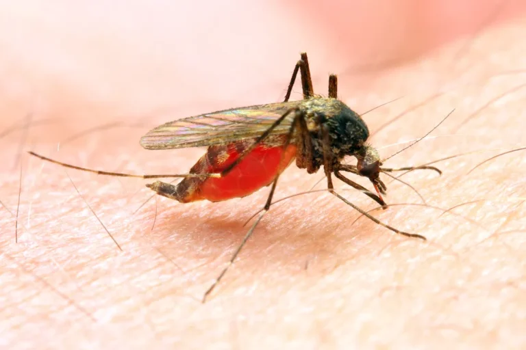 Climate change set to redraw Africa’s malaria map, study finds