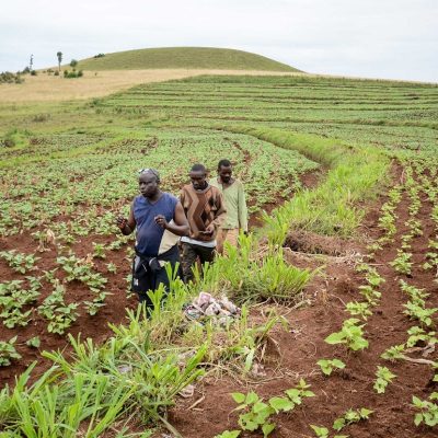 Swedfund Supports Climate Resilience in African Food Systems With $12m