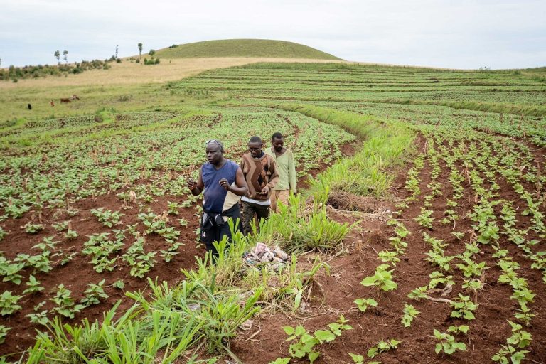 Swedfund Supports Climate Resilience in African Food Systems With $12m