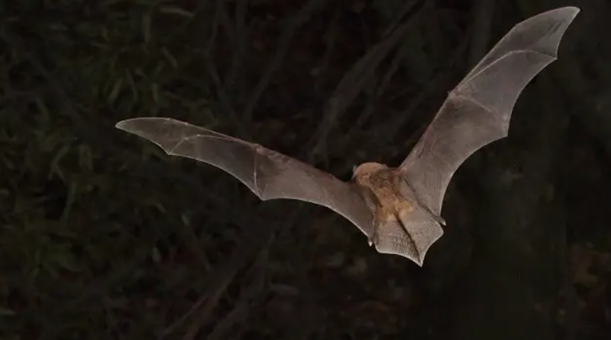 Africa’s bats could survive climate change – if they can find somewhere to live