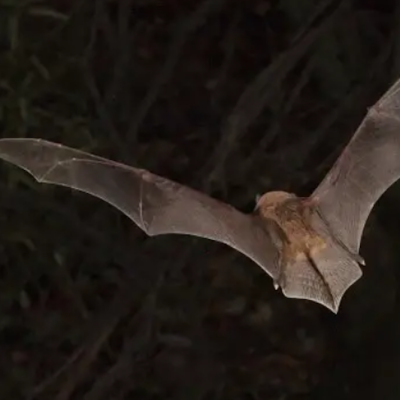 Africa’s bats could survive climate change – if they can find somewhere to live