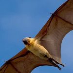 Crave crisis: African bats face survival threat as habitats vanish