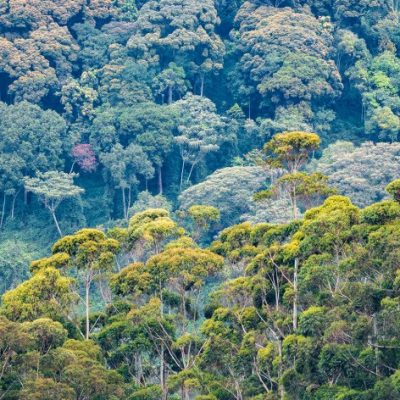 Forest Degradation Fueling the Global Climate Crisis