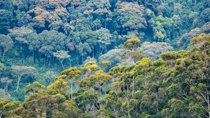 Forest Degradation Fueling the Global Climate Crisis