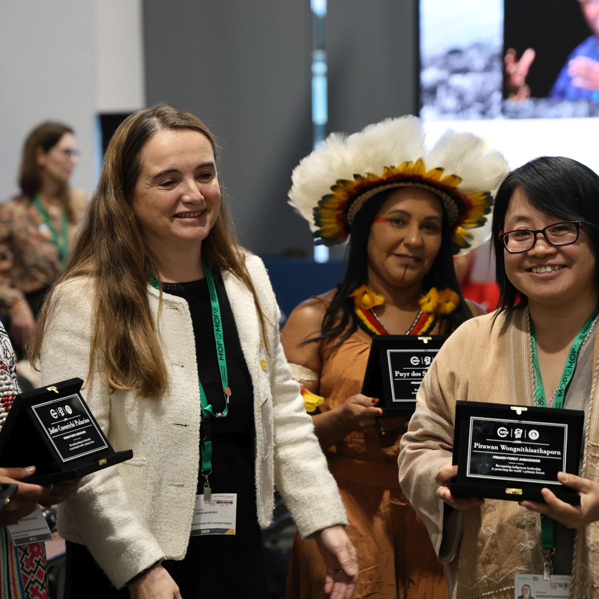 Indigenous leaders from Latin America, Africa and Asia named first-ever primary forest ambassadors - Press release