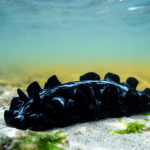 Jet-Black Sea Slug Surprises Scientists With an 800 km Leap Into the Cold