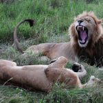 Kenya seals $160 million conservation deal backed by US billionaire heirs