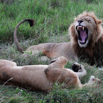 Kenya seals $160 million conservation deal backed by US billionaire heirs