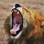 US Economy Continues To Roar, While The Fed Waits For More