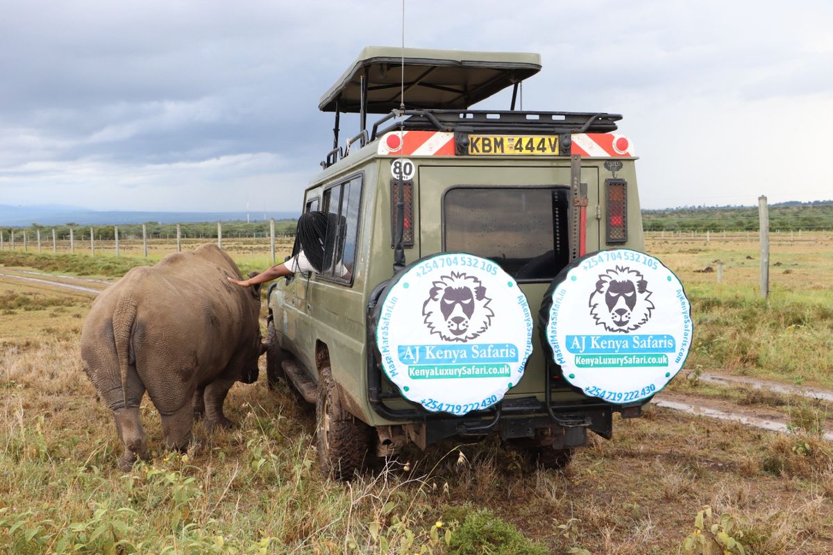Why the Masai Mara Remains the Crown Jewel of Kenya's Tourism Economy